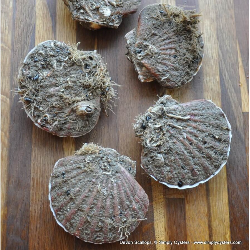Live Farmed Scallops Buy Online UK Delivery